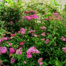 A Spiraea japonica Crispa virágzáskor.