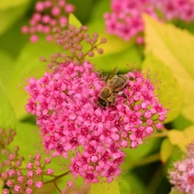 Spiraea japonica Goldflame japán gyöngyvessző rózsaszín virágai és aranysárga levelei.