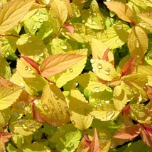 Spiraea japonica Goldflame japán gyöngyvessző rózsaszín virágai és aranysárga levelei.