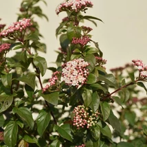 Teljes virágzásban a Viburnum Tinus, téli bangita.