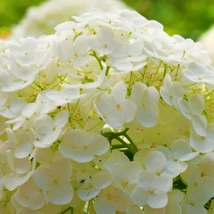 Viburnum opulus Roseum labdarózsa hivalkodóan szép fehér virágai.