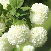 Viburnum opulus Roseum labdarózsa hivalkodóan szép fehér virágai.
