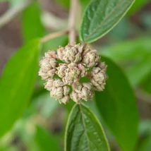 A Viburnum pragense bangita kezdődő virágzása.