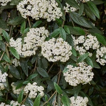 A Viburnum rhytidophyllum virágai teljes nyílásban.