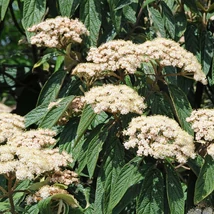 A Viburnum rhytidophyllum virágai teljes nyílásban.