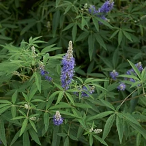 A Vitex agnus-castus kék virágai.