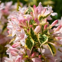 Weigela florida Sunny Princess rózsaszín virágai és tarka levelei.