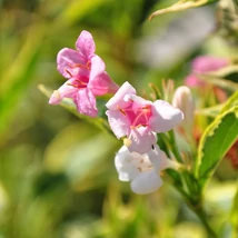 Weigela florida Sunny Princess rózsaszín virágai és tarka levelei.