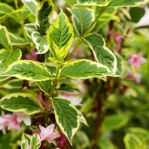 A Weigela florida Variegata teljes virágzásban.