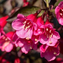 A Weigela florida Alexandra virágzása.