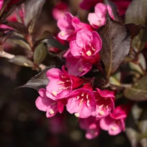 A Weigela florida Alexandra virágzása.