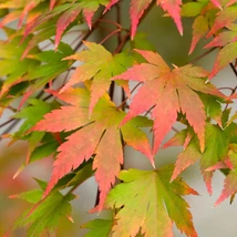 Acer palmatum Orange Dream április végi állapota.