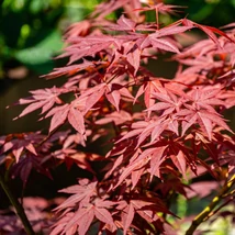 Látványos bordó levelek alkotják az Atropurpureum japán juhar lombkoronáját.