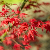 Acer palmatum Beni-Maiko élénk piros levelei. 