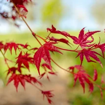 Acer palmatum Beni-Maiko élénk piros levelei. 