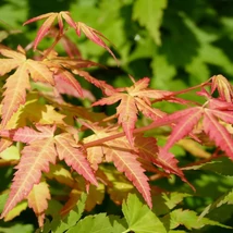 Csodás színváltásaival koronázza meg kertedet a Phoenix japán juhar.