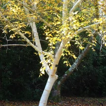 Önállóan ültetett Betula utilis Jacquemontii.
