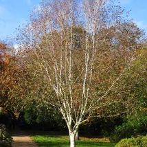 Önállóan ültetett Betula utilis Jacquemontii.