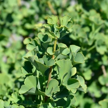 A Ginkgo biloba, páfrányfenyő Mariken változata gömb koronájával díszíti az udvart.