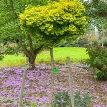 A Ginkgo biloba, páfrányfenyő Mariken változata gömb koronájával díszíti az udvart.