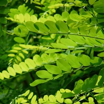 Robinia pseudoacacia Umbraculifera sűrű, összetett leveleinek kinézete.