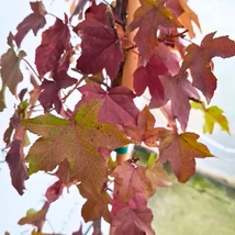 Liquidambar styraciflua amerikai ámbrafa növényeink október elején telephelyünkön.