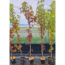 Liquidambar styraciflua amerikai ámbrafa növényeink október elején telephelyünkön.