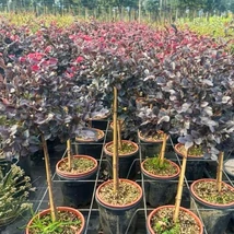 Magastörzsű kínai rojtosvirágok csodás bordó lombszíne. 