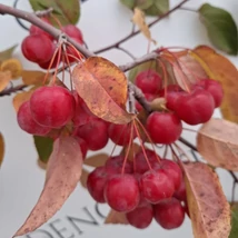 Malus Red Sentinel díszalma piros termései és októberi levélszíne telephelyünkön.
