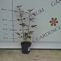 Vöröslevelű japán juhar.