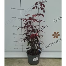 Látványos bordó levelek alkotják az Atropurpureum japán juhar lombkoronáját.