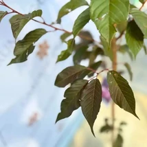 Prunus serrulata Royal Burgundy bordó levelei és telt rózsaszín virágai.