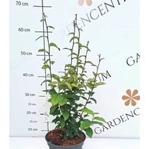 Persian Spire perzsa varázsfa lombkoronája ősszel.