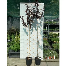 Prunus cerasifera virágzása.