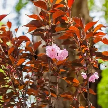 Prunus serrulata Royal Burgundy bordó levelei és telt rózsaszín virágai.