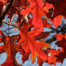 Quercus rubra - Vörös tölgy