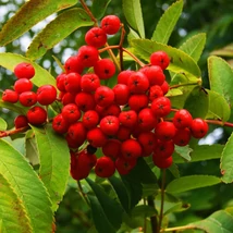 A Sorbus Titan piros, ehető termései.