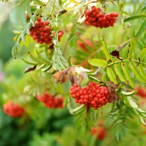 A Sorbus Titan piros, ehető termései.