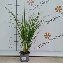 A nádtippan virágzata kitűnően díszíti az évelőágyásokat.