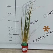 Mexikói árvalányhaj díszkertben.