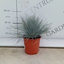 Ezüst deres csenkesz csoportos kiültetése.