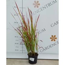 Az Imperata cylindrica piros lombozata.
