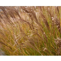 A Miscanthus sinensis Adagio rózsaszínű légies virágzatai. 