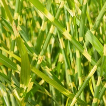 Miscanthus sinensis Little zebra évelőágyásban. 