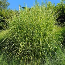 Miscanthus sinensis évelő díszfű.