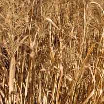 A Northwind vesszős köles friss zöld levelei felfele törőek.