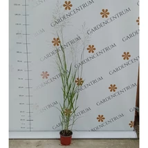 A Panicum virgatum Heavy Metal oszlopos alkatának látványa augusztusban.