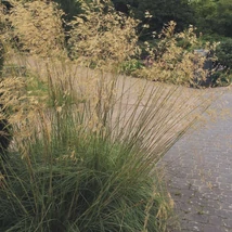 A Stipa gigantea ikonikus kinézete és habitusa virágzáskor.