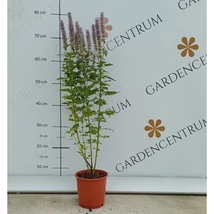 Magas szárak végén díszítenek az izsópfű sötétlila virágai.