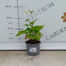 Kiemelkedő száron hozza fehér virágait a szellőrózsa.